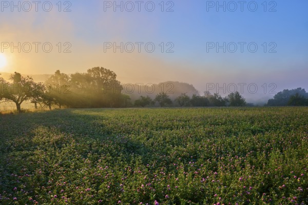 Sunrise over a misty clover field with fruit trees bathed in golden light, Großheubach, Miltenberg, Spessart, Bavaria, Germany, Europe