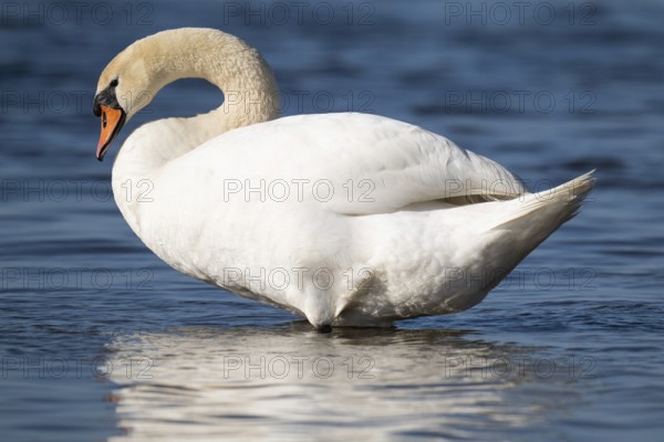 Mute swan (Cygnus olor), Bagges Dæmning, Ringkøbing Fjord, Denmark, Europe