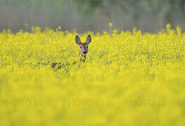 Roe deer (Capreolus capreolus), doe standing in a yellow rapeseed field, rapeseed (Brassica napus), wildlife, Thuringia, Germany, Europe