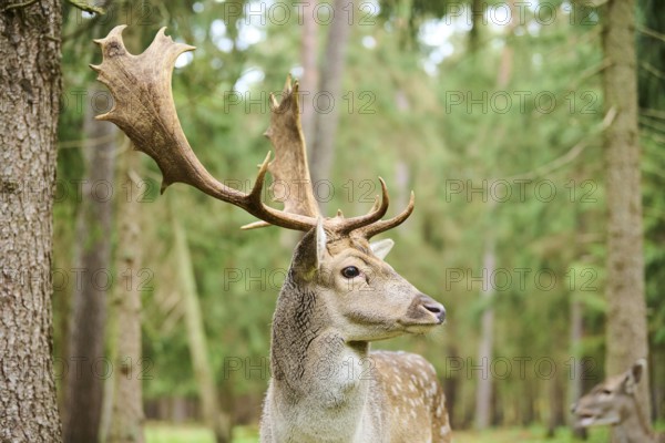 European fallow deer (Dama dama) stag in a forest, portrait, Bavaria, Germany, Europe