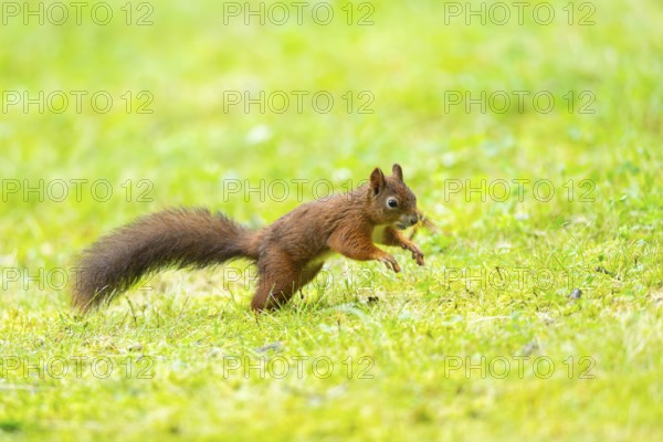 Red squirrel (Sciurus vulgaris) running on a meadow, Bavaria, Gernany