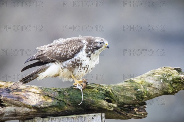 Common buzzard (Buteo buteo) Germany