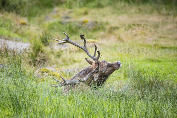 Red deer (Cervus elaphus) Rutting behaviour captive Germany