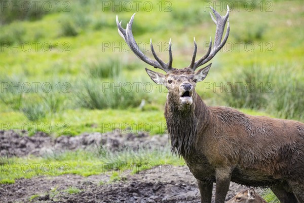 Red deer (Cervus elaphus) Rutting behaviour captive Germany