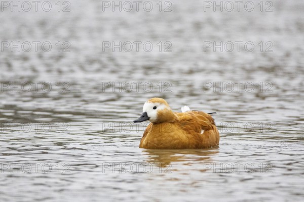 Ruddy shelduck (Tadorna ferruginea) Germany