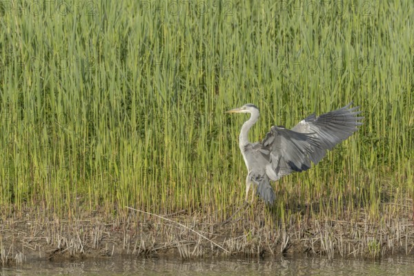 Grey heron (Ardea cinerea) in flight. Lower Rhine, Alsace, France, Europe