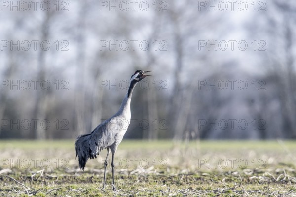 Crane (Grus grus), Emsland, Lower Saxony, Germany, Europe