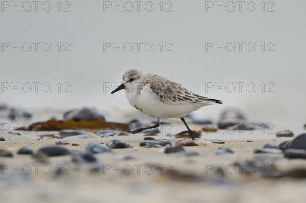 Sanderling (Calidris alba) on the beach, Düne, Helgoland, Schleswig-Holstein, Germany, Europe
