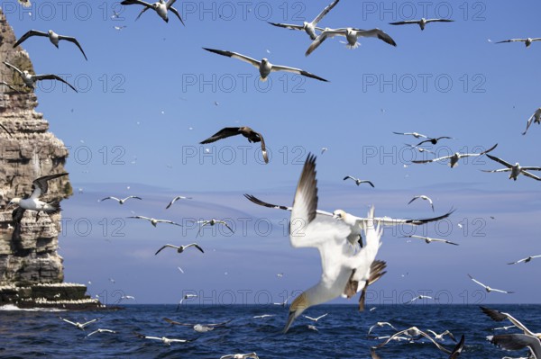 Northern gannet (Morus bassanus) and Great skua (Stercorarius skua) in flight close to the water surface, Shetland Islands, Great Britain