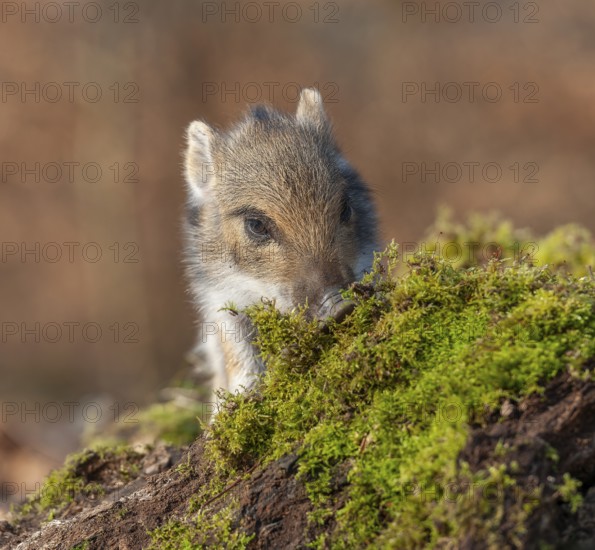 Wild boar, wild boar (Sus scrofa), young boar looking for food at an old tree stump in the forest, Germany, Europe