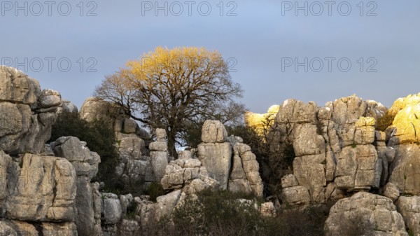 Bizarre limestone rock formations, El Torcal nature reserve, Torcal de Antequera, Malaga province, Andalusia, Spain, Europe