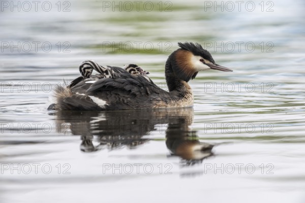 Great Crested Grebe (Podiceps Scalloped ribbonfish) with juveniles, Emsland, Lower Saxony, Germany, Europe