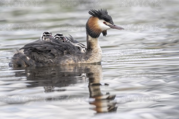 Great Crested Grebe (Podiceps Scalloped ribbonfish) with juveniles, Emsland, Lower Saxony, Germany, Europe
