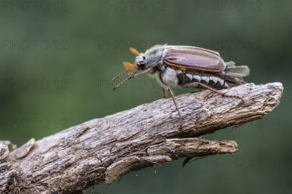Cockchafer (Melolontha melolontha), Emsland, Lower Saxony, Germany, Europe