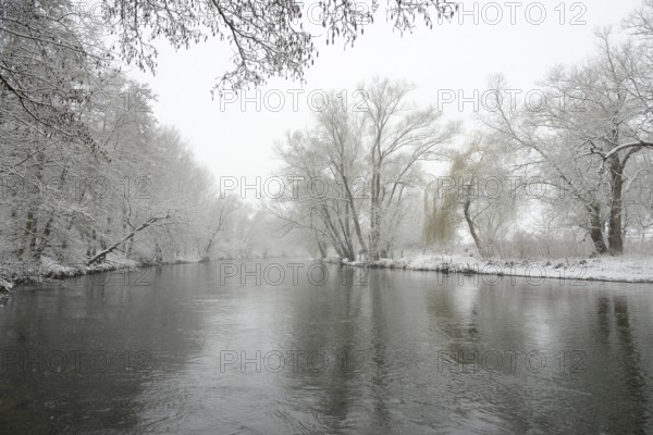 Winter landscape by a river, willows (Salix) and alders (Alnus) on the bank in dense snowfall, North Rhine-Westphalia, Germany, Europe