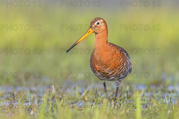 Black-tailed godwit (Limosa limosa) running in wet meadow, snipe birds, wildlife, nature photography, Ochsenmoor, Lake Dümmer, Lower Saxony, Germany, Europe