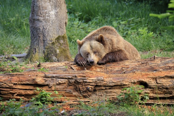 Eurasian brown bear (Ursus arctos arctos), half-grown young, resting, tree trunk, in summer, Bavarian Forest National Park, Germany, Europe
