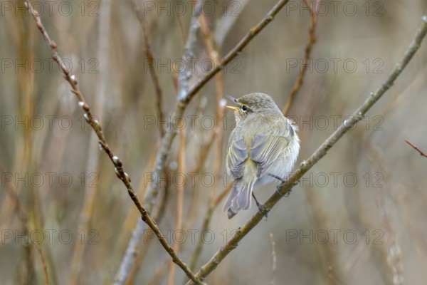 Willow Warbler (Phylloscopus trochilus), Rhineland-Palatinate, Germany, Europe