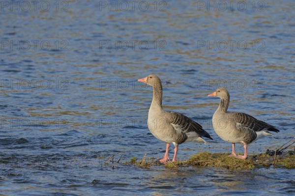 Greylag goose (Anser anser), pair of greylag geese standing in the river, North Rhine-Westphalia, Germany, Europe