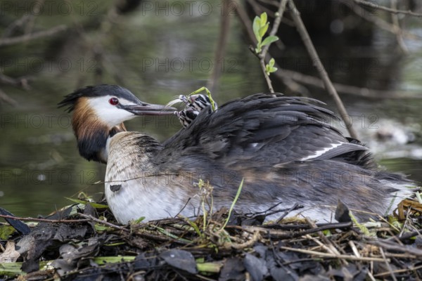 Great Crested Grebe (Podiceps Scalloped ribbonfish) with juveniles, Emsland, Lower Saxony, Germany, Europe