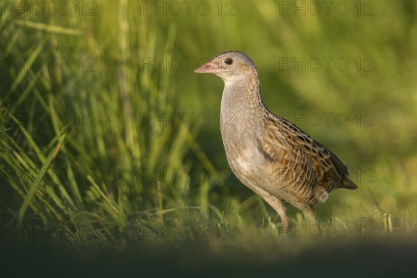 Corn Crake (Crex crex) Männchen, Poland, Europe