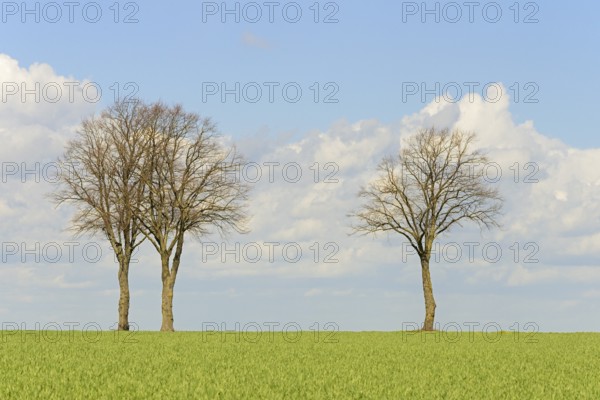 Row of trees, bare lime trees (Tilia) on a green grain field, blue cloudy sky, North Rhine-Westphalia, Germany, Europe