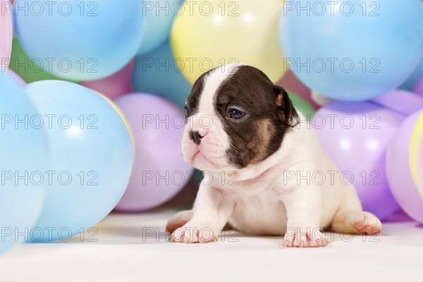 Tiny French Bulldog dog puppy between colorful balloons