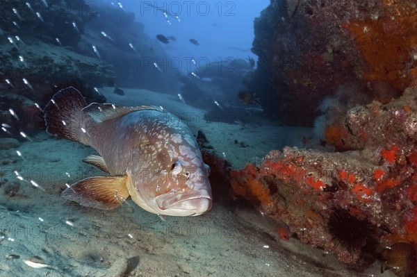 Underwater photo of Dusky Grouper (Epinephelus marginatus) swimming through narrow canyon in rocky reef on seabed, Atlantic Ocean, East Atlantic Ocean, Fuerteventura, Jandia Peninsula, Canary Islands, Spain, Europe