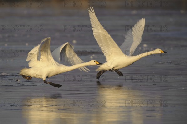 Whooper Swan (Cygnus cygnus) flying, Lower Saxony, Germany, Europe