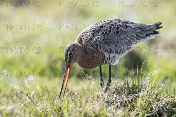 Black-tailed godwit (Limosa limosa), Lower Saxony, Germany, Europe