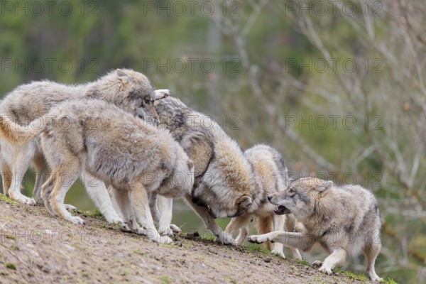 A pack of grey wolves (Canis lupus lupus) playing on a hill and showing social behaviour