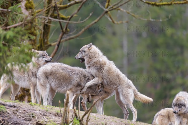A pack of grey wolves (Canis lupus lupus) playing on a hill and showing social behaviour