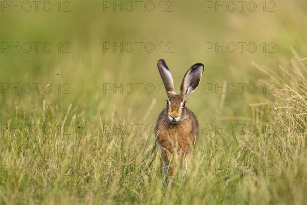 European hare (Lepus europaeus) Germany