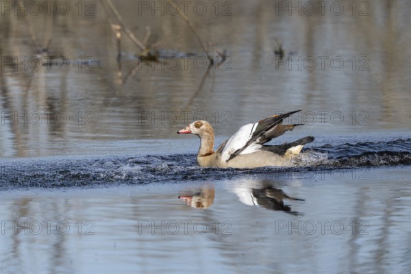 Egyptian goose (Alopochen aegyptiaca), Vulkaneifel, Rhineland-Palatinate, Germany, Europe