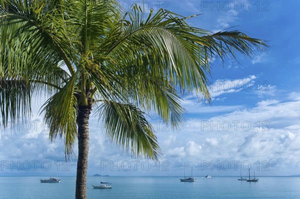 Bay with palm tree, sailing ships, travel, holiday, sea, tropics, nice weather, Arlie Beach, Queensland, Australia, Oceania