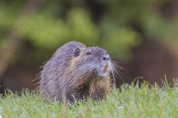 Nutria (Myocastor coypus) eats, Lower Austria, Austria, Europe