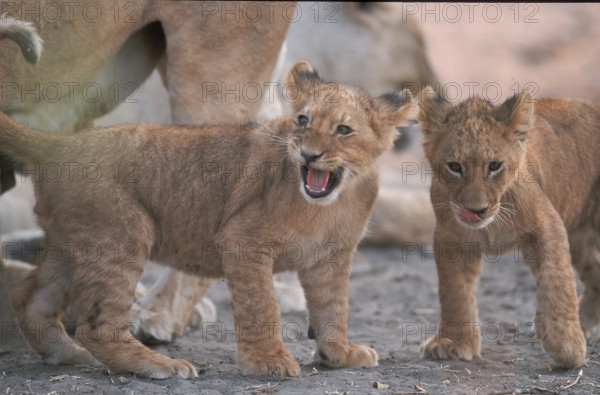 Lion (Panthera leo) cub Chobe National Park, Botswana, Africa