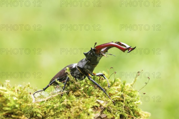 Stag beetle (Lucanus cervus), on moss, Austria, Europe