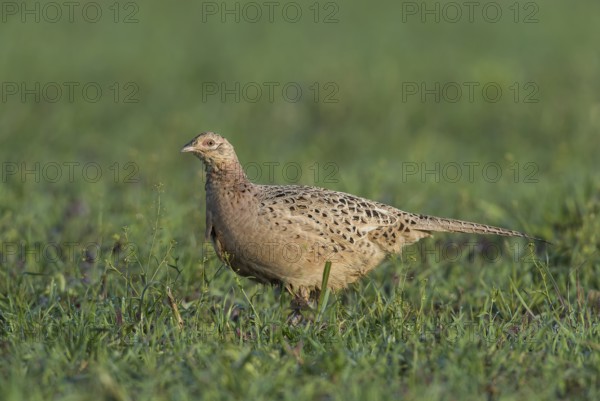 Pheasant (Phasianus colchicus), Hen in the Grass, Upper Austria, Austria, Europe