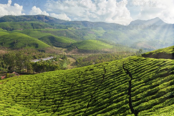 Evergreen Tea plantations of indian tea, Munnar, Kerala, South India