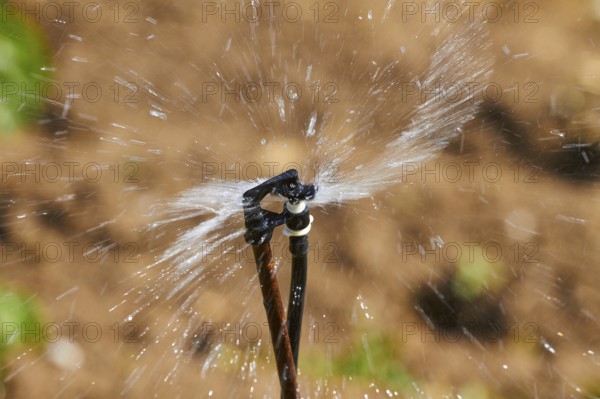 Irrigation sprinkler, field, macro, splashing water, Lassithi plateau, Lassithi, East Crete, island of Crete, Greece, Europe
