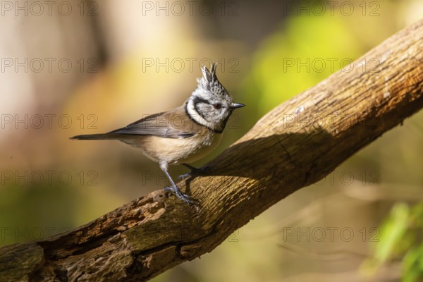Crested Tit (Parus cristatus), Germany, Europe