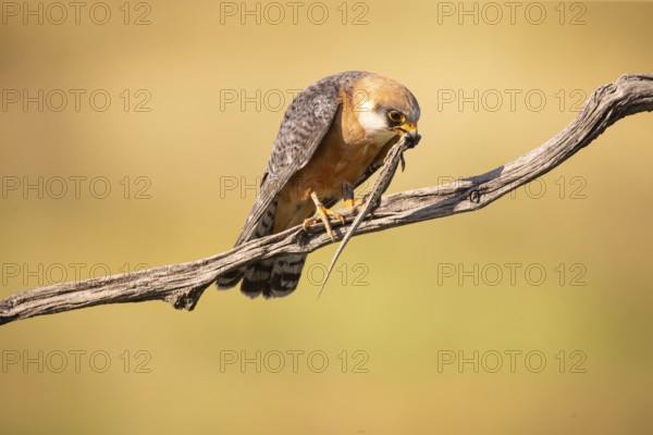 Red-footed falcon (Falco vespertinus) female, with captured lizard, Hungary, Europe