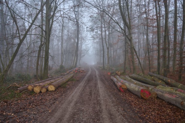 Forest path with logs at foggy morning, Kreuzwertheim, Spessart, Bavaria, Germany, Europe