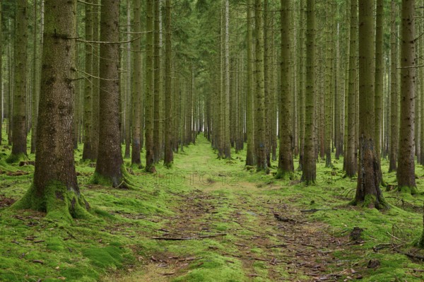 Spruce tree forest with path, Odenwald, Hesse, Germany, Europe