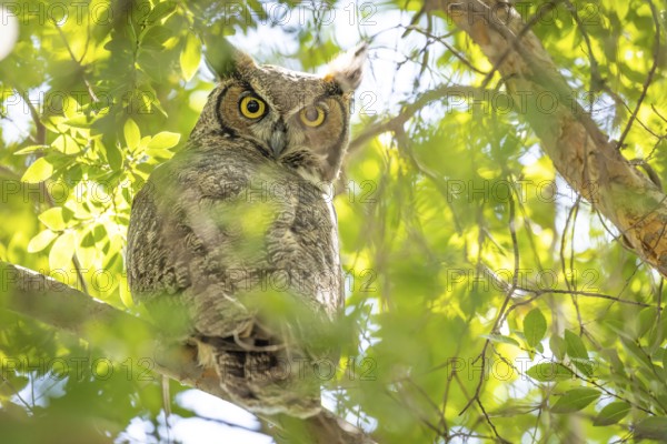The yellow eyed great horned owl resting in the tree