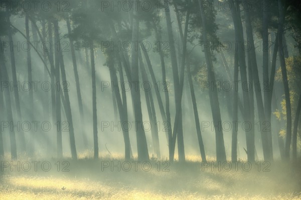 Scots pine forest (Pinus silvestris) in autumnal sunny light, Lower Rhine, North Rhine-Westphalia, Germany, Europe