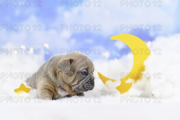 Choco Red fawn French Bulldog puppy between fluffy clouds with moon and stars
