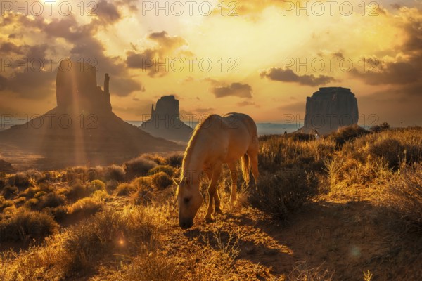 A beautiful white horse eating in the dawn of Monument Valley, Utah