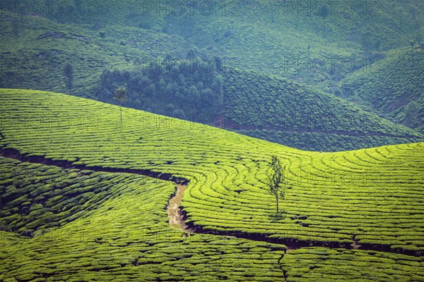 Vintage retro effect filtered hipster style image of Kerala India travel background, green tea plantations in Munnar, Kerala, India, tourist attraction, Asia